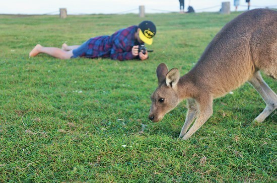 canguros australia melo